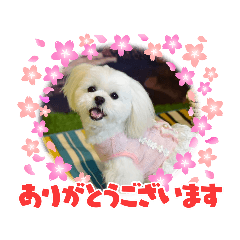 [LINEスタンプ] ペキビションのRiriちゃん