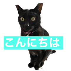 [LINEスタンプ] 黒猫きぃさん