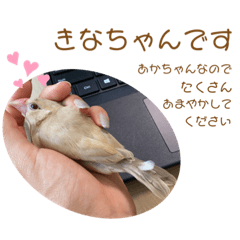 [LINEスタンプ] うちのきなこさん。