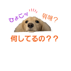 [LINEスタンプ] 愛犬シュシュ(슈슈)♂
