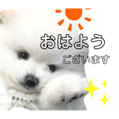 [LINEスタンプ] ☆白ポメラニアンの子犬☆敬語日常☆