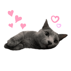 [LINEスタンプ] ロシアンブルー（男の子）の日常