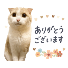 [LINEスタンプ] 可愛い猫の敬語スタンプ