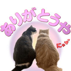 [LINEスタンプ] 飼い猫「なめ」＆「もっぷ」のスタンプ①