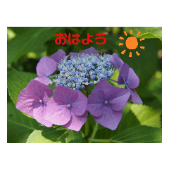 [LINEスタンプ] 写真を使って（37）の画像（メイン）