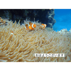 [LINEスタンプ] ウミノトモダチ✴︎Okinawa miyakoisland✴︎