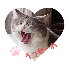 [LINEスタンプ] 猫写真毎日使えるスタンプネコ