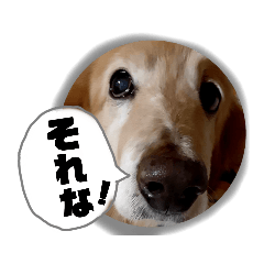 [LINEスタンプ] びーちゃん【12】