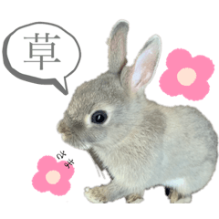 [LINEスタンプ] わんにゃんうさちゃん