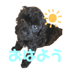 [LINEスタンプ] 黒トイプーの雷蔵くん2