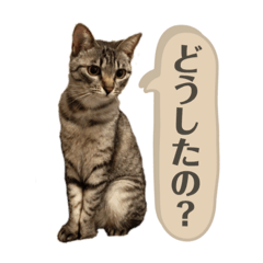 [LINEスタンプ] とら日記3