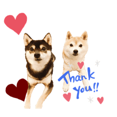[LINEスタンプ] 豆柴おやこてつこ＆ぼたんのスタンプ❤️