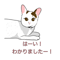 [LINEスタンプ] 石田さん猫ちゃん