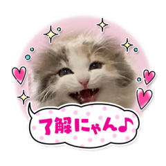 [LINEスタンプ] 猫のスタンプ♡