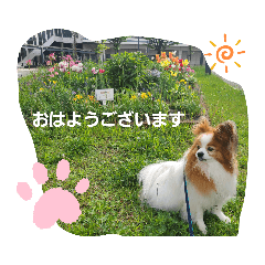 [LINEスタンプ] ぱぴぱぴパピヨン26