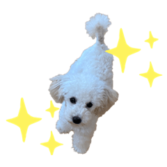 [LINEスタンプ] トイプーモッちゃん2