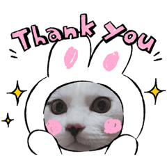 [LINEスタンプ] 日常使いのうちの子スタンプ