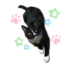 [LINEスタンプ] ちょびんちょびんのちょびちゃん