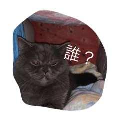 [LINEスタンプ] コモモモモコ