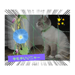 [LINEスタンプ] 横浜わんニャン会1