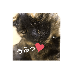 [LINEスタンプ] 仕事用ねこさん