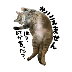 [LINEスタンプ] 我が家のにゃんこ(^^)トラとヒメ