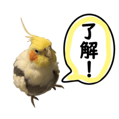[LINEスタンプ] オカメインコのおーじろう