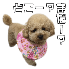 [LINEスタンプ] トイプードルのラヴィちゃん、レイくん