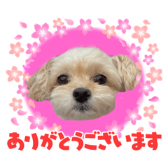 [LINEスタンプ] ラブリーチワプー