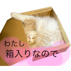 [LINEスタンプ] 気ままロマネコ
