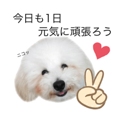 [LINEスタンプ] もふもふわんこ。#トイプードル