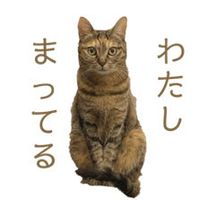 [LINEスタンプ] トラネコ春とキジトラ桜の気持ち①