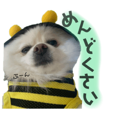 [LINEスタンプ] ポメラニアン ふわり vol.1