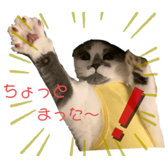 [LINEスタンプ] スコティッシュ今日も行く7（術後）