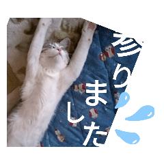 [LINEスタンプ] やる気がない猫写真スタンプ