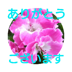 [LINEスタンプ] 花いっぱいで大人可愛い日常用語①