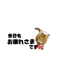 [LINEスタンプ] にゃんにゃんいろいろ