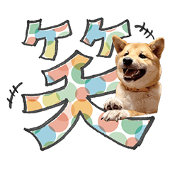 [LINEスタンプ] やんちゃ柴犬 茶々姫とお友達★でか文字の画像（メイン）