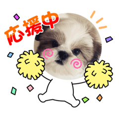 [LINEスタンプ] シーズー子犬
