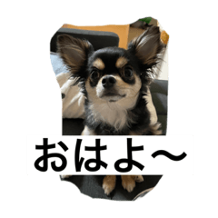 [LINEスタンプ] ヤンチャなレオ
