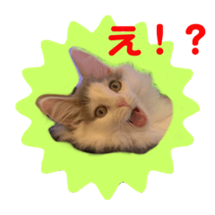 [LINEスタンプ] 猫のツナスタンプ