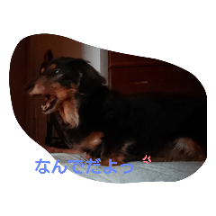 [LINEスタンプ] ダックスの老犬まろちゃん