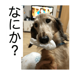 [LINEスタンプ] ふぁんとむスタイル（故愛犬のスタンプ）