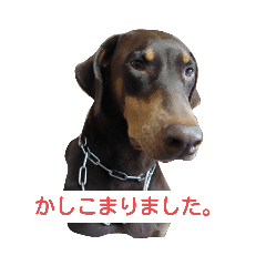 [LINEスタンプ] my choko dog
