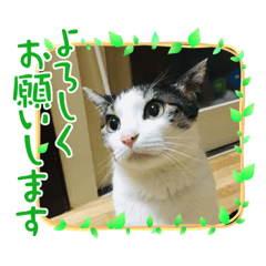 [LINEスタンプ] 僕まんちゃん