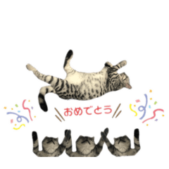 [LINEスタンプ] うちの虎太の日常2