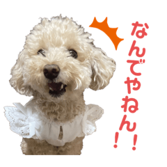 [LINEスタンプ] 可愛いあんずちゃんのスタンプです！