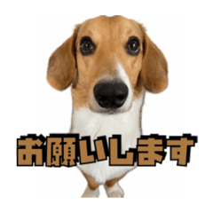[LINEスタンプ] 【日常会話】それいけ！れおん君(犬)