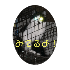 [LINEスタンプ] ねねdayo～