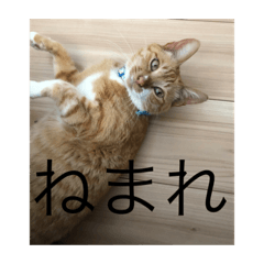[LINEスタンプ] なまりねこ